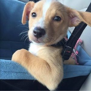 Meet your Posher, Domenick